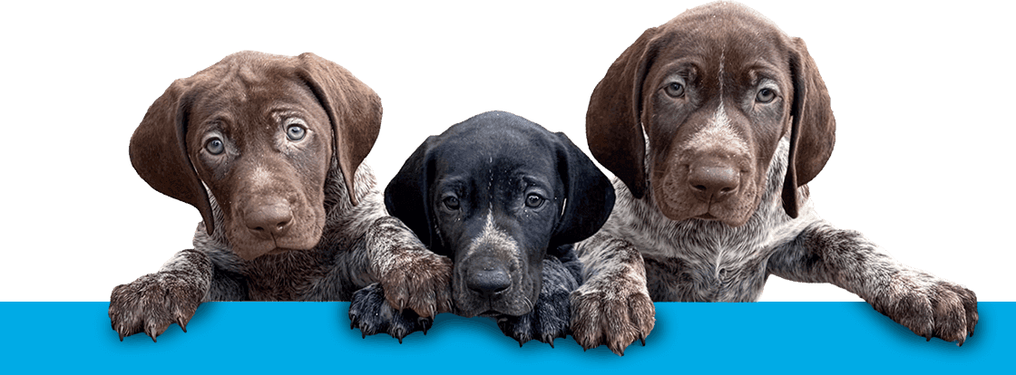 Clinical Canine Behaviour Support