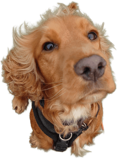 Assistance & Medical Alert Dog Training