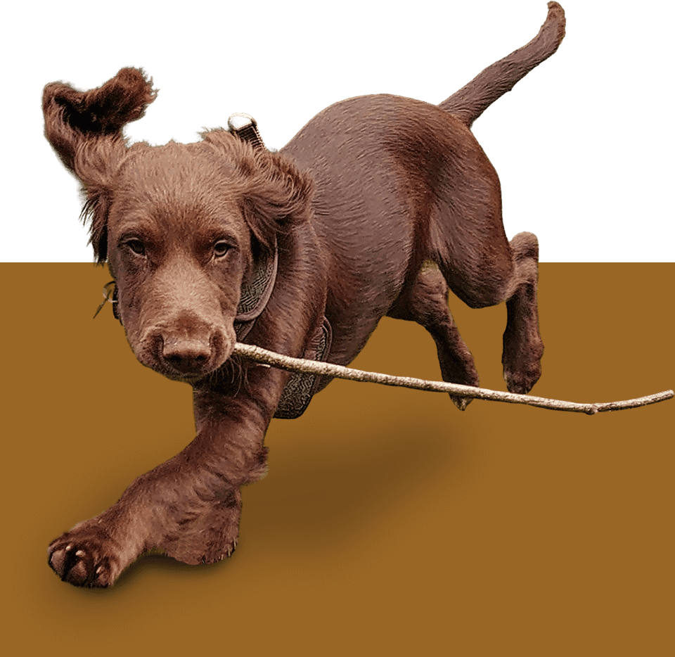 K9 Perspectives Pricing