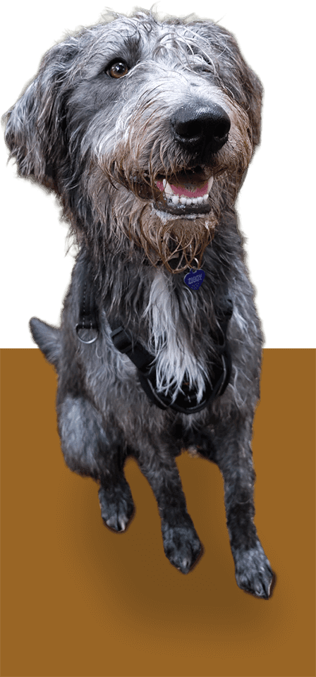 shaggy-dog Shaggy dog