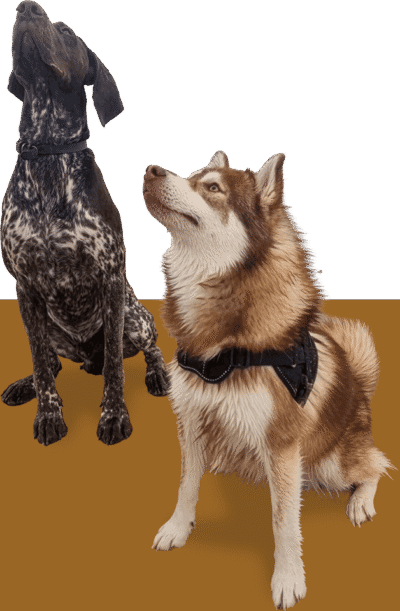 Two attentive dogs being trained