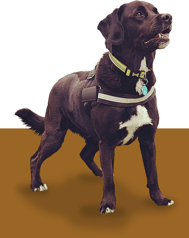 K9 Perspectives - Services