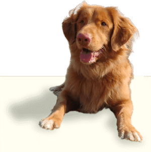Helpful Hounds Assistance Dogs