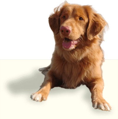 Helpful Hounds Assistance Dogs
